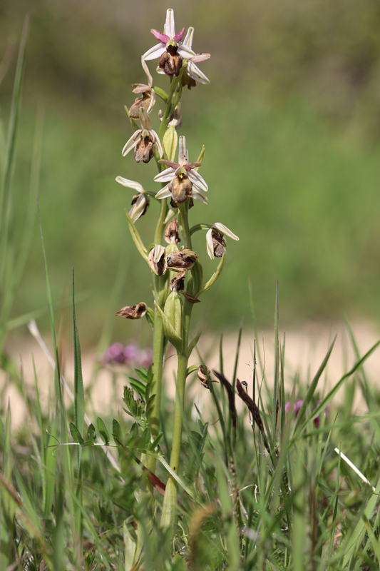 Ophrys exaltata?